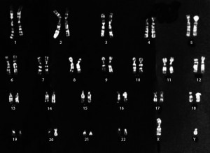 Schleipfer Gueneau DNA